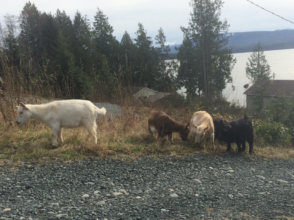goat neighbours